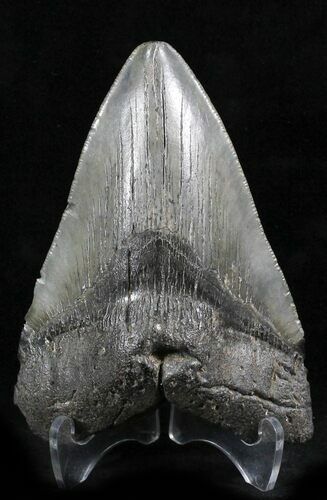 Megalodon Tooth - South Carolina #27306